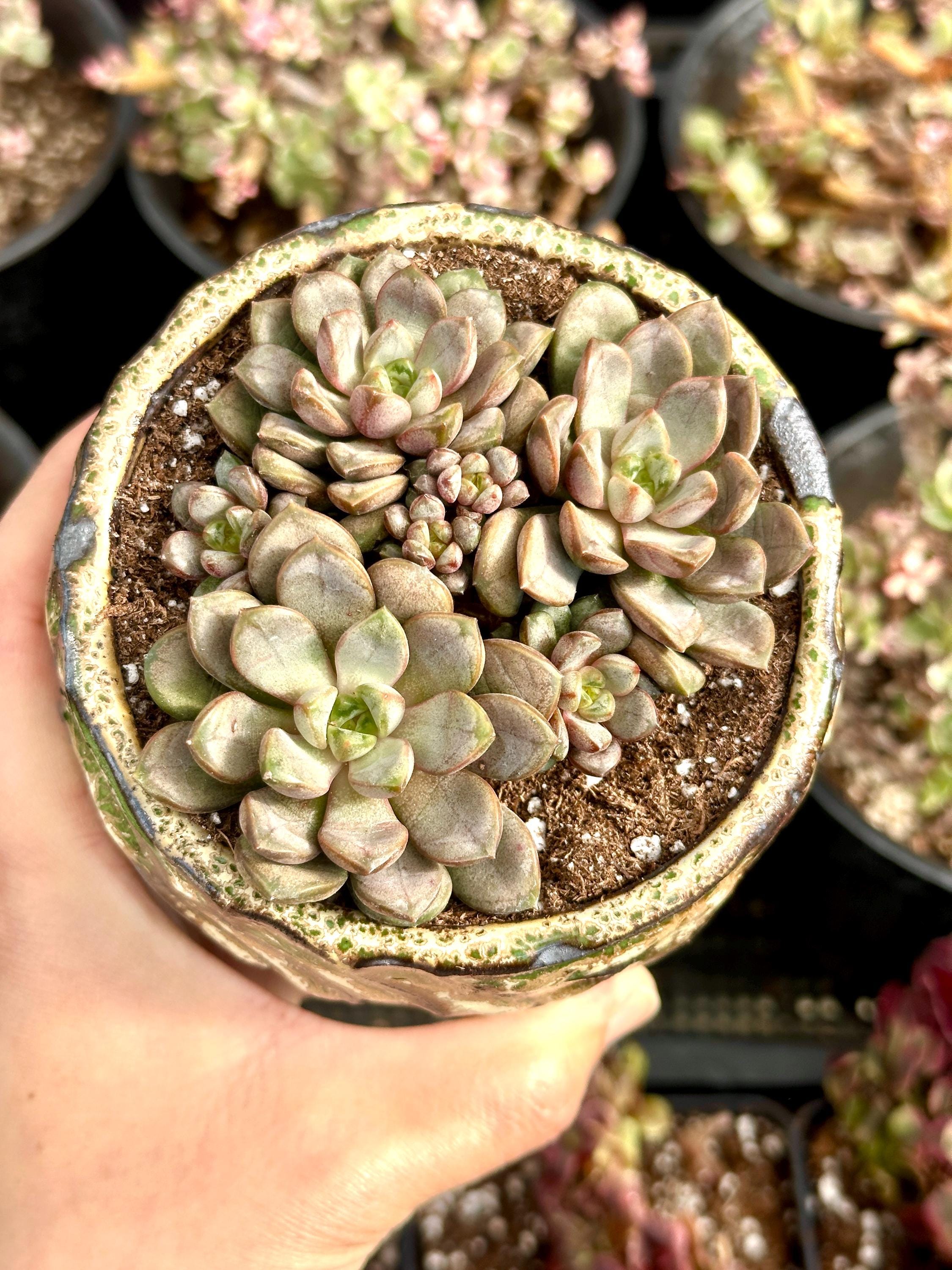 Rare Succulents