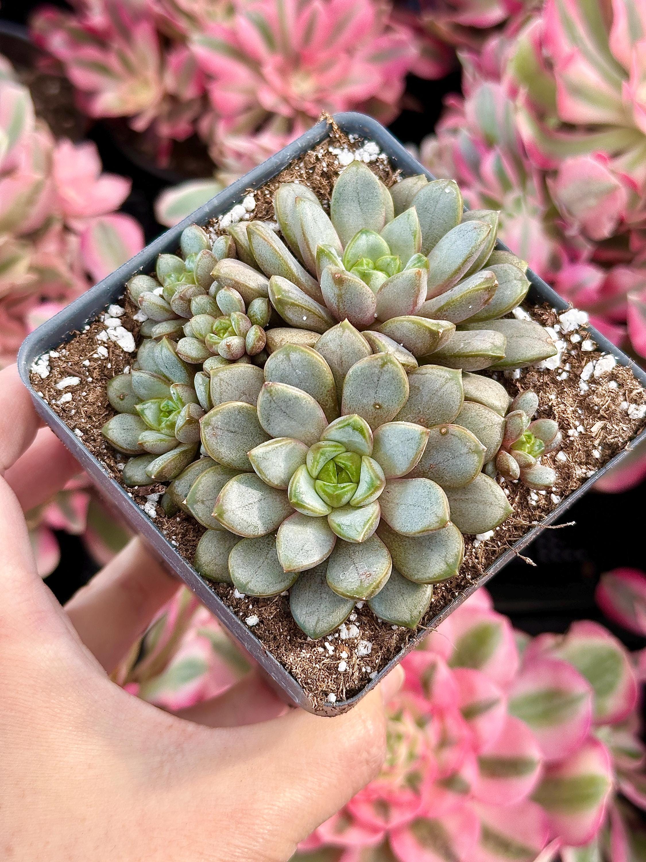 Rare Succulents - Graptoveria Ametum Cluster