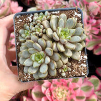 Rare Succulents - Graptoveria Ametum Cluster
