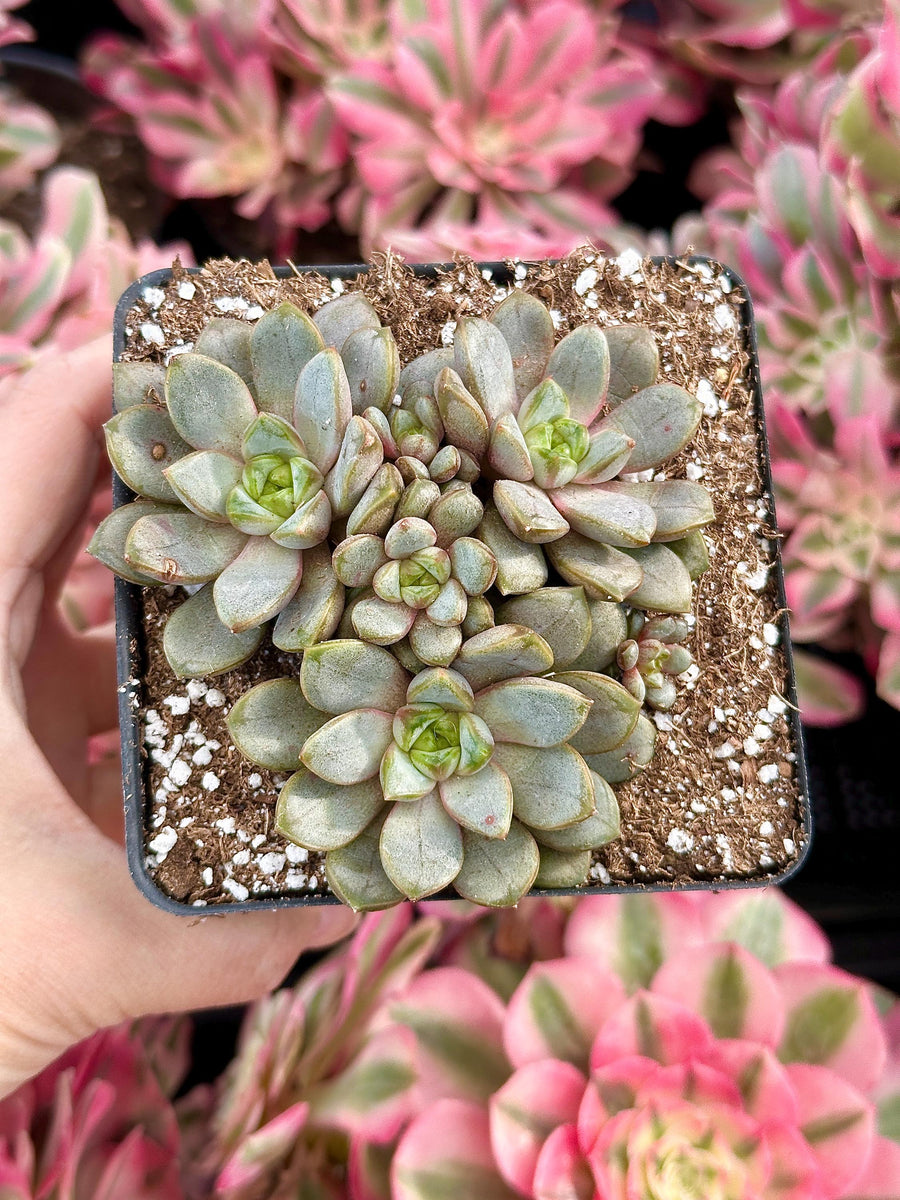 jelly jam succulent Rare Succulents