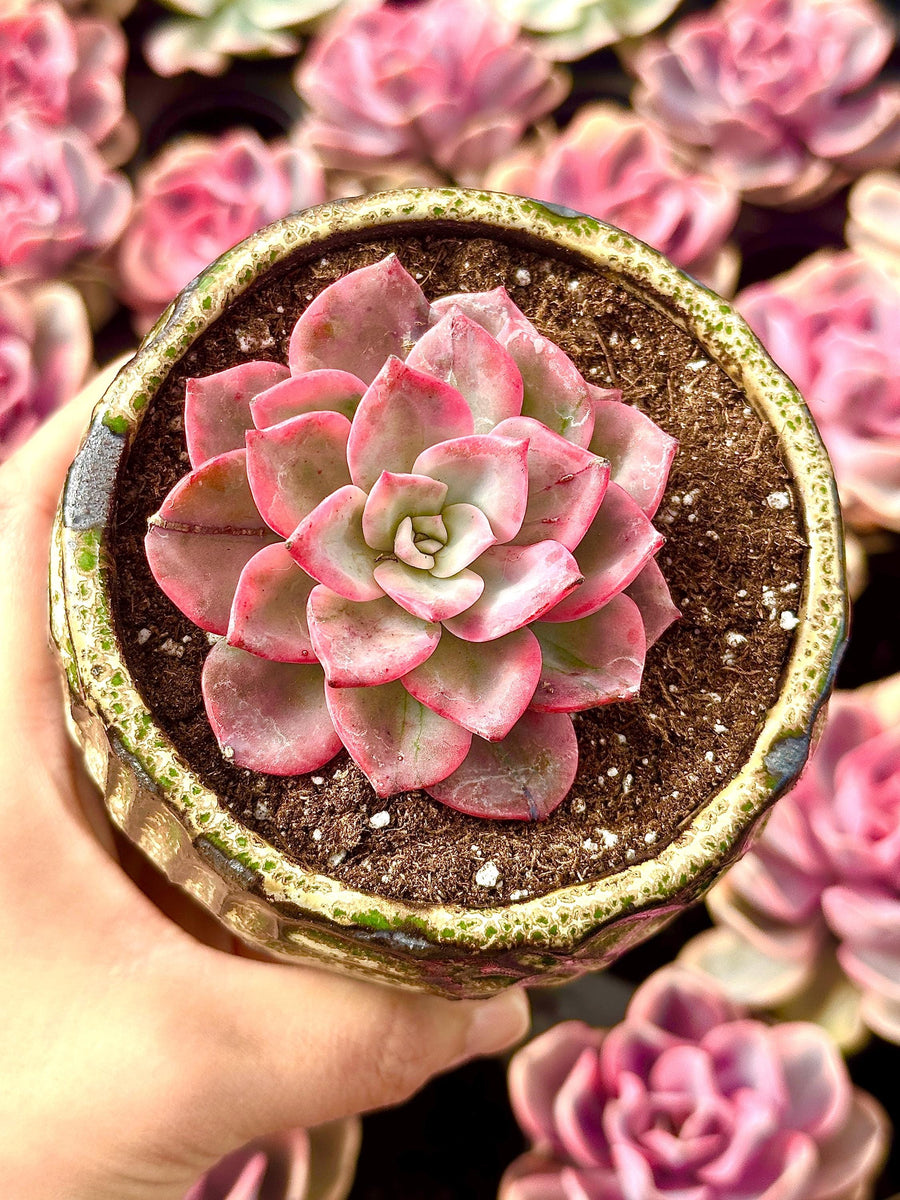 rare plants and succulents nursery Rare Succulents