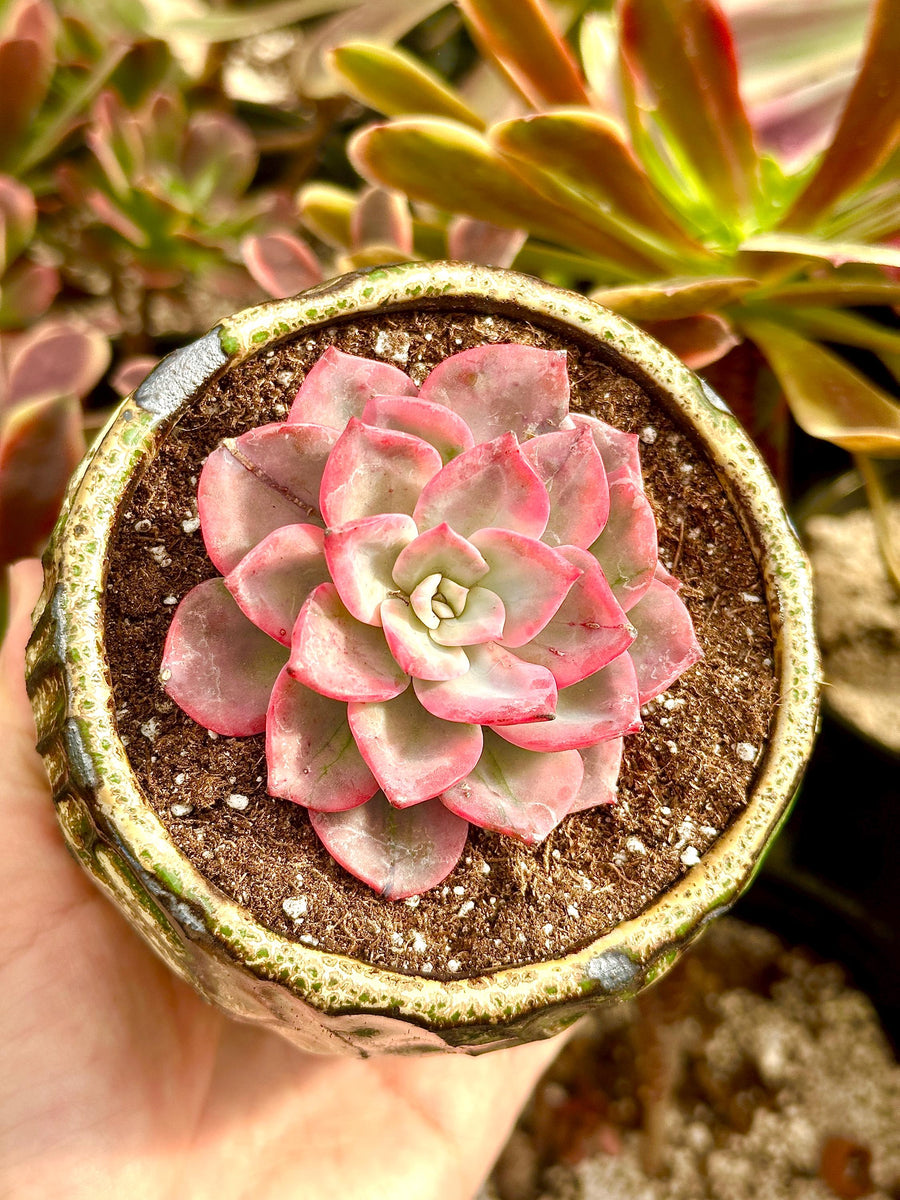 harry watson succulent Rare Succulents