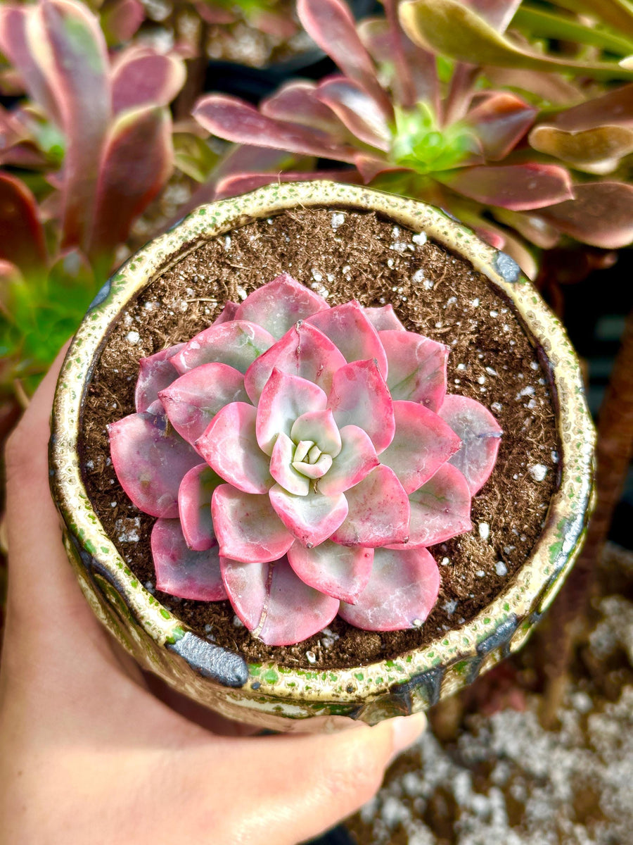 Rare Succulents