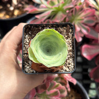 Rare Succulents - Greenovia Wine Cup (2”)