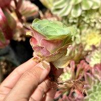 Rare Succulents - Greenovia Wine Cup (2”)