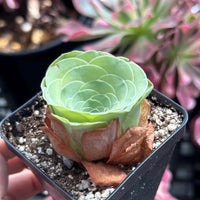 Rare Succulents - Greenovia Wine Cup (2”)