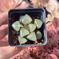 Rare Succulents - Haworthia Athena (2”)
