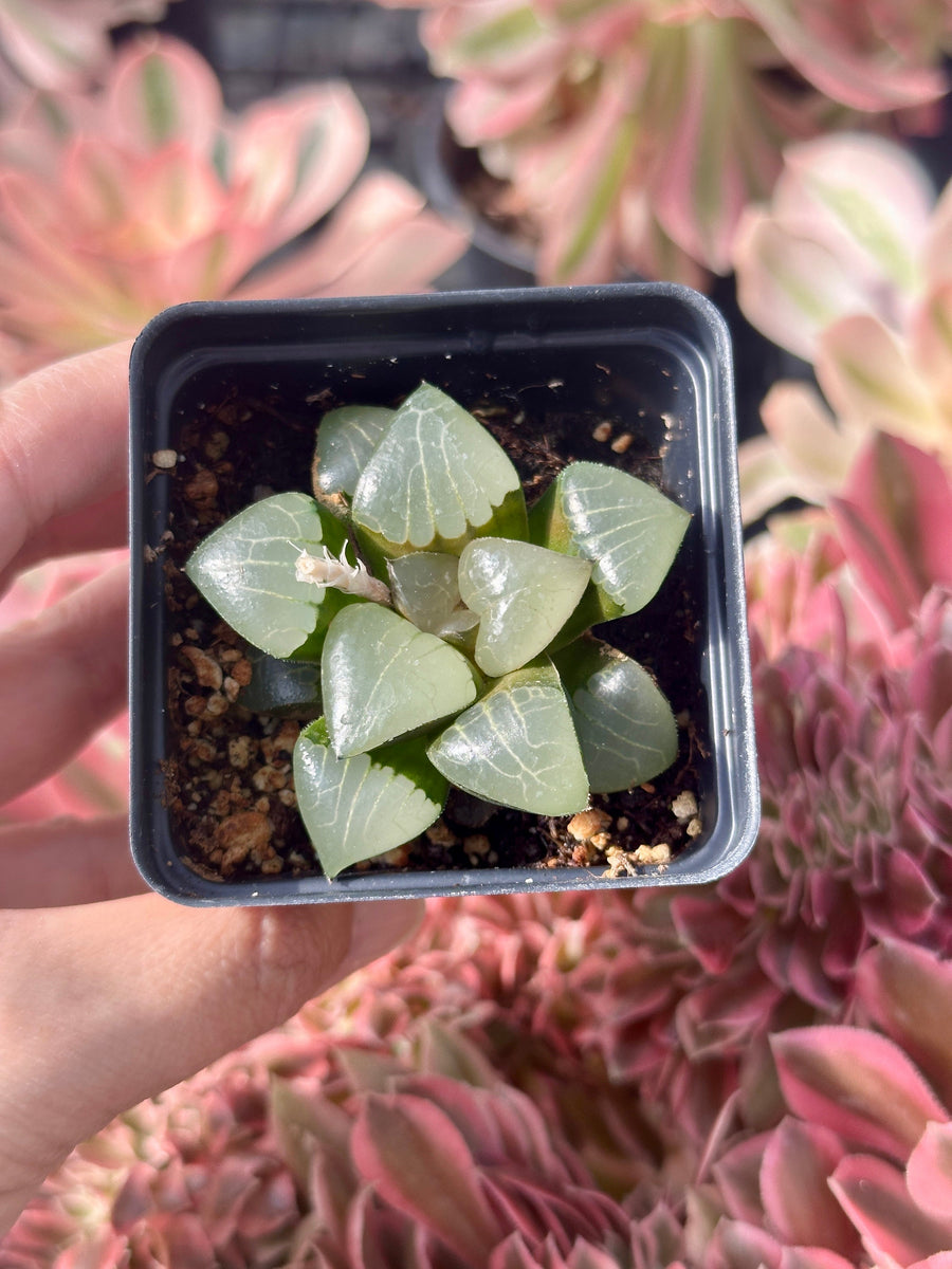 Rare Succulents