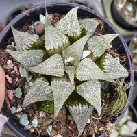 Rare Succulents - Haworthia Badia Aluminum Star (3”)