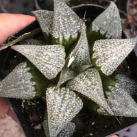 Rare Succulents - Haworthia Badia Aluminum Star (3”)