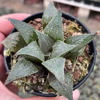 Rare Succulents - Haworthia Badia Aluminum Star (3”)