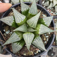 Rare Succulents - Haworthia Badia Aluminum Star (3”)