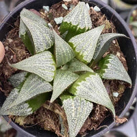 Rare Succulents - Haworthia Badia Aluminum Star (3”)