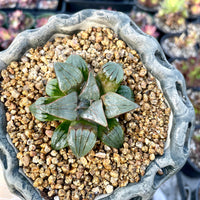 Rare Succulents - Haworthia Badia Kobiotori (3")