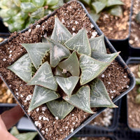 Rare Succulents - Haworthia Badia Shutendoji (3”)