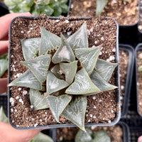 Rare Succulents - Haworthia Badia Shutendoji (3”)