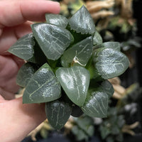 Rare Succulents - Haworthia Comptoniana x Correcta cv. Tsukikage (2"-2.5")