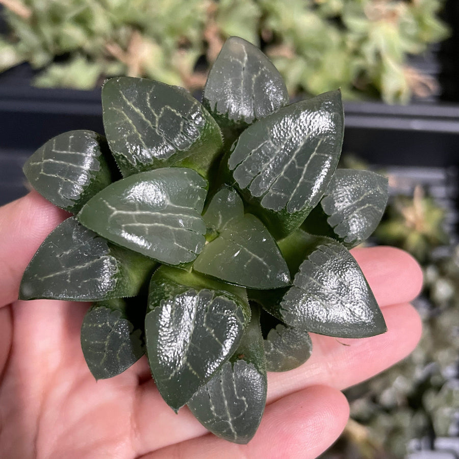 T. Succulent Form × Nizanda Agave nizandensis (Nizanda Agave) - World of Succulents