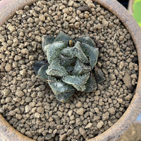 Rare Succulents - Haworthia Cooperi cv. Magic Thorn (2"-2.5")