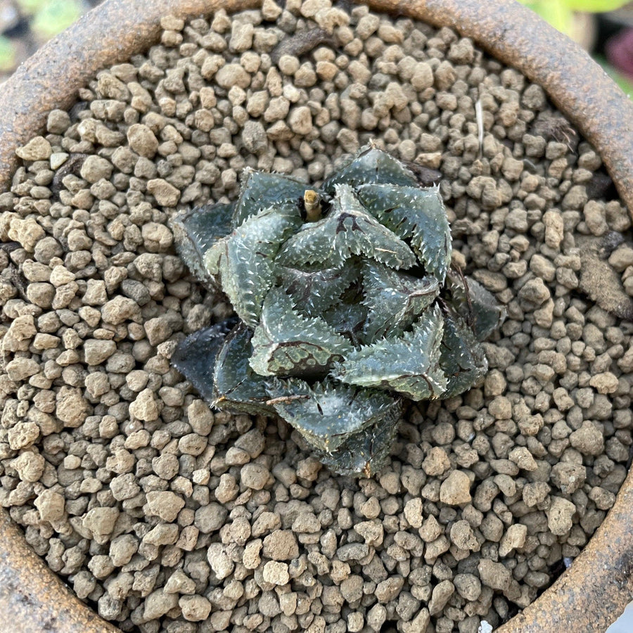 Rare Succulents