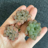 Rare Succulents - Haworthia Cooperi mini/1pc