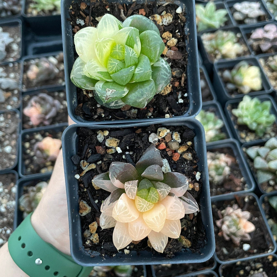 see thru succulents Rare Haworthia Cooperi Variegated