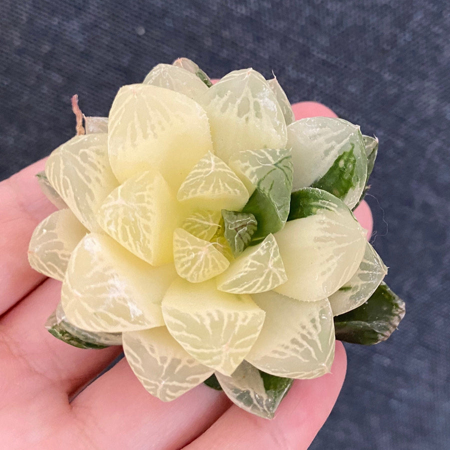 haworthia cooperi succulents Rare Haworthia Cooperi Variegated