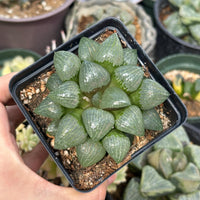 Rare Succulents - Haworthia Emelyae var. Comptoniana Oyayubihime (3"-4")