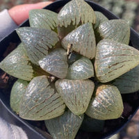 Rare Succulents - Haworthia Emelyae var. Comptoniana Oyayubihime (3"-4")