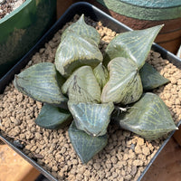 Rare Succulents - Haworthia Emelyae var. Comptoniana 'Urahannya' (2.5-3”）