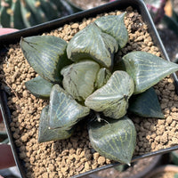 Rare Succulents - Haworthia Emelyae var. Comptoniana 'Urahannya' (2.5-3”）