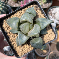 Rare Succulents - Haworthia Emelyae var. Comptoniana 'Urahannya' (2.5-3”）