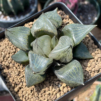 Rare Succulents - Haworthia Emelyae var. Comptoniana 'Urahannya' (2.5-3”）