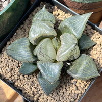 Rare Succulents - Haworthia Emelyae var. Comptoniana 'Urahannya' (2.5-3”）