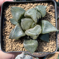 Rare Succulents - Haworthia Emelyae var. Comptoniana 'Urahannya' (2.5-3”）