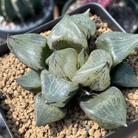 Rare Succulents - Haworthia Emelyae var. Comptoniana 'Urahannya' (2.5-3”）