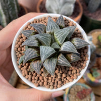 Rare Succulents - Haworthia Emelyae var. Major