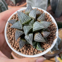 Rare Succulents - Haworthia Emelyae var. Major