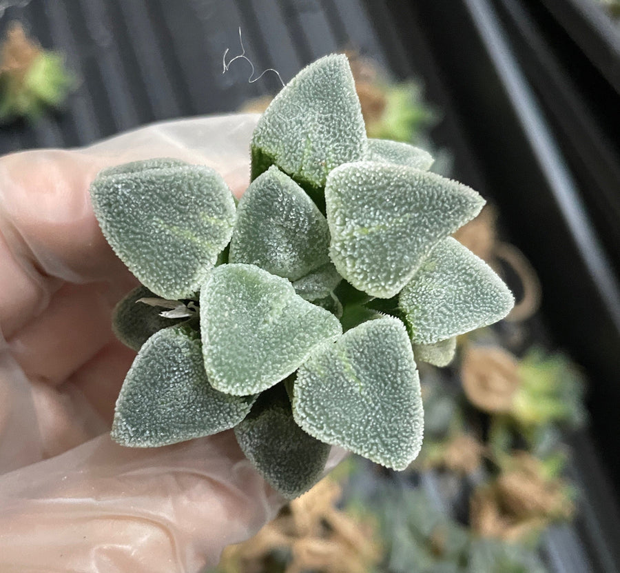 diamond succulent Rare Succulents