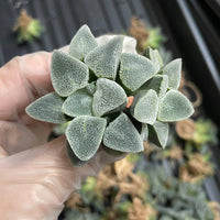 Rare Succulents - Haworthia Ice Diamond (2")