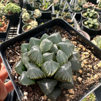 Rare Succulents - Haworthia Kyodai Akasen Lens (3.5" Pot)