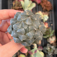 Rare Succulents - Haworthia Kyodai Akasen Lens (3.5" Pot)
