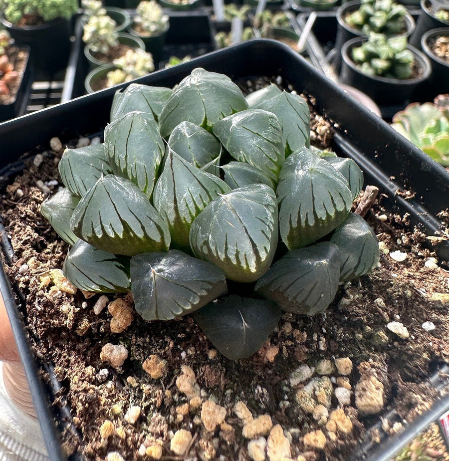 grape like succulent Rare Succulents