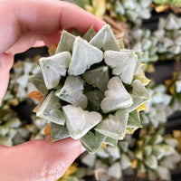 Rare Succulents - Haworthia Love (3")