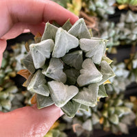 Rare Succulents - Haworthia Love (3")