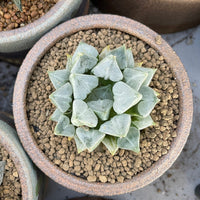 Rare Succulents - Haworthia Love (3")