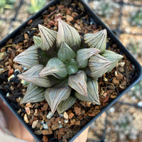 Rare Succulents - Haworthia Magnifica var. Atrofusca 'watermelon'