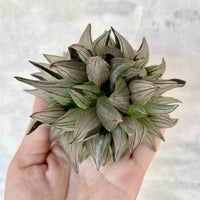 Rare Succulents - Haworthia Magnifica var. Atrofusca 'watermelon'