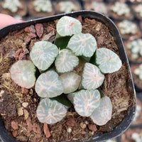 Rare Succulents - Haworthia Maughanii Halda