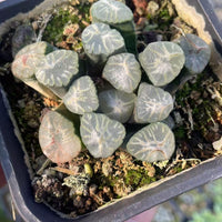 Rare Succulents - Haworthia Maughanii Halda